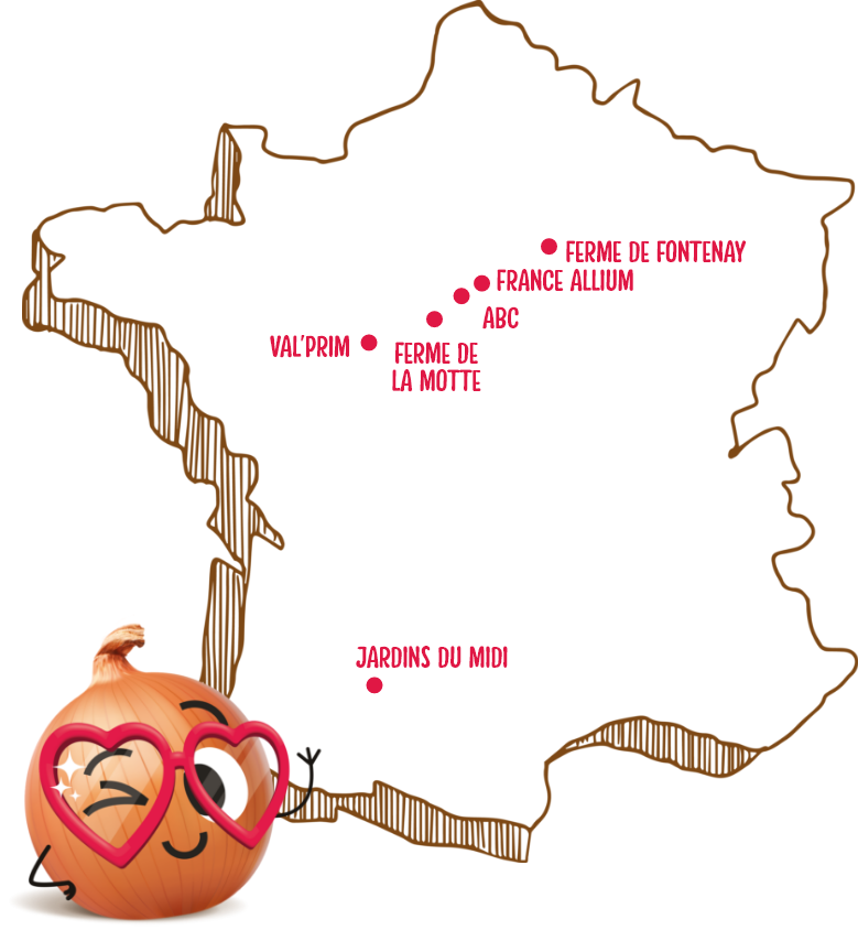 Producteurs d'oignons Orion en France